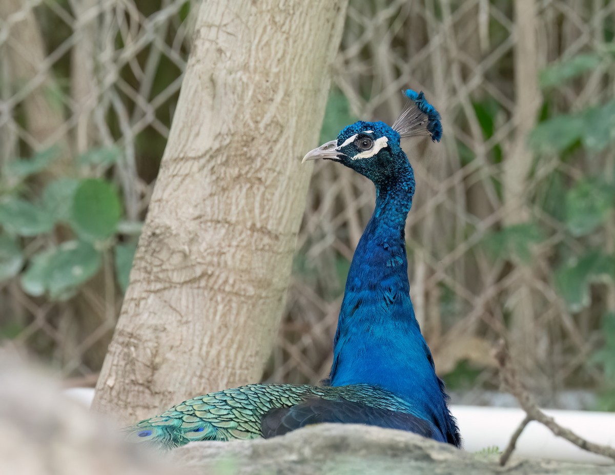 Indian Peafowl - Jan Allen