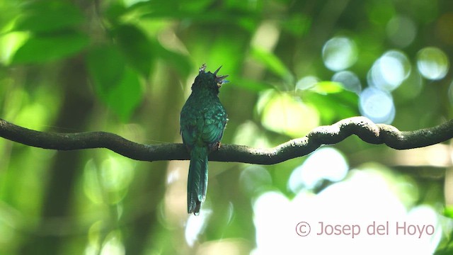 Rufous-tailed Jacamar - ML612881398