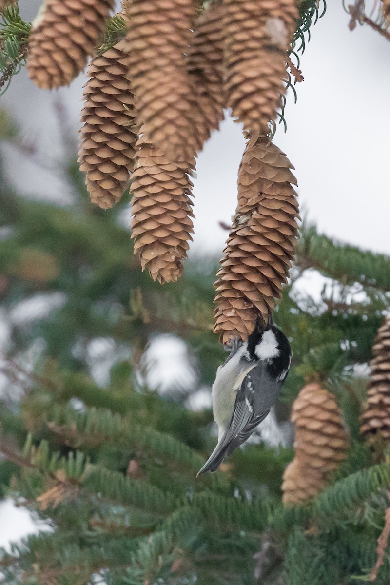 Coal Tit (Continental) - Magdalena Nogaj