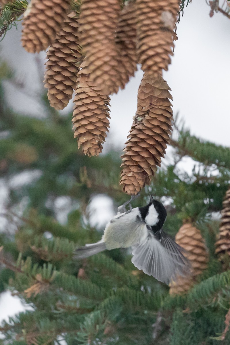 Coal Tit (Continental) - Magdalena Nogaj