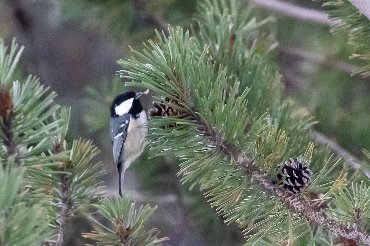 Coal Tit (Continental) - ML612881411