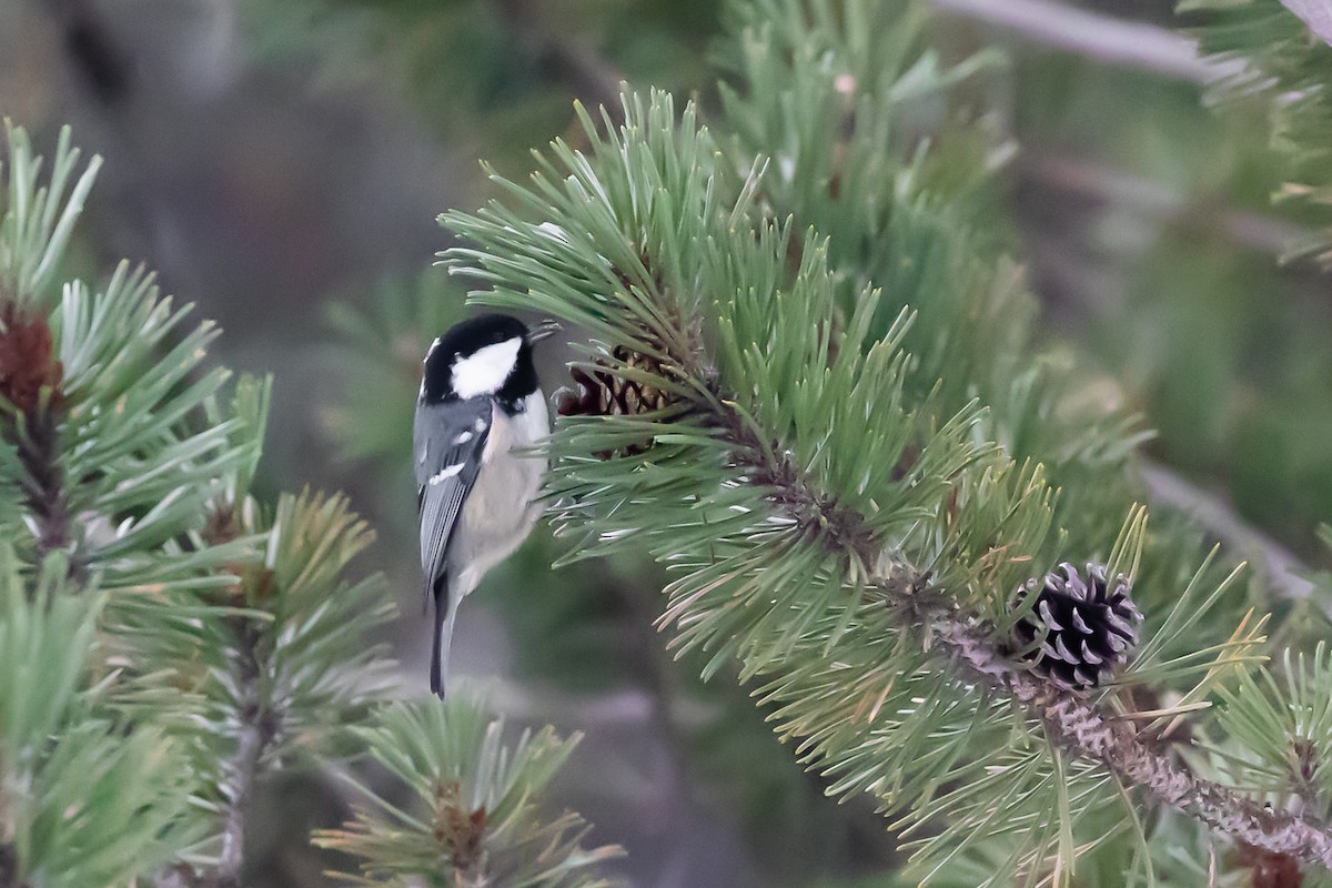 Coal Tit (Continental) - Magdalena Nogaj