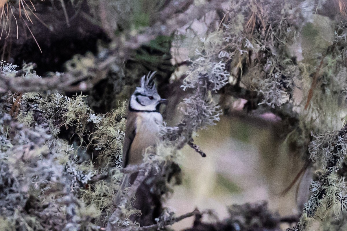 Crested Tit - Magdalena Nogaj