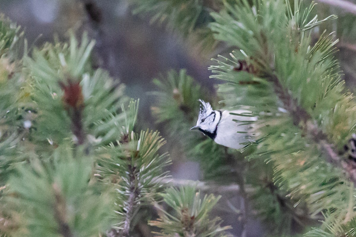 Crested Tit - Magdalena Nogaj