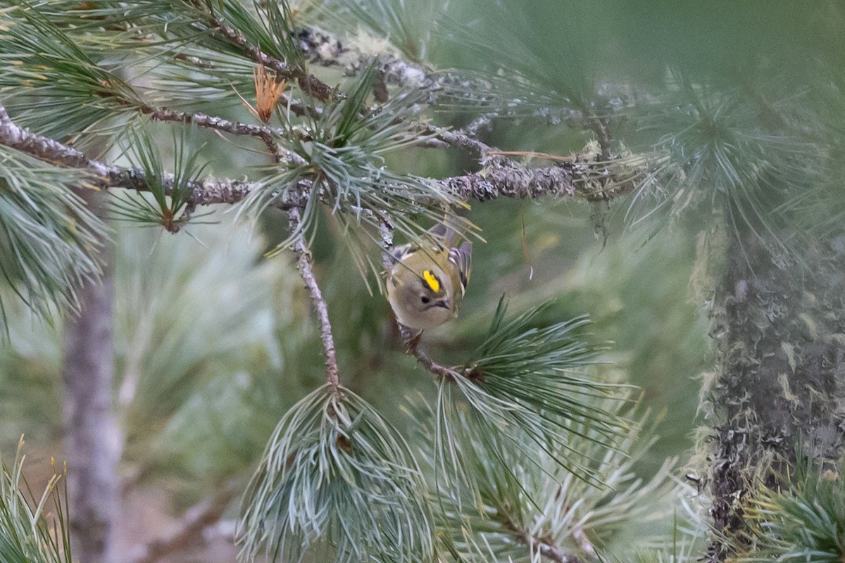 Goldcrest - Magdalena Nogaj