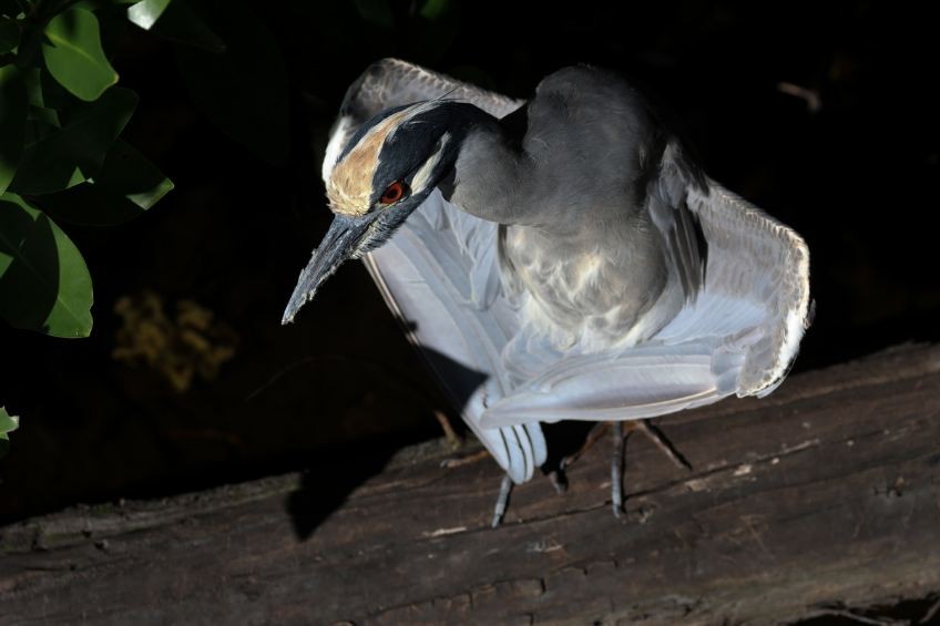 Yellow-crowned Night Heron - ML612881491