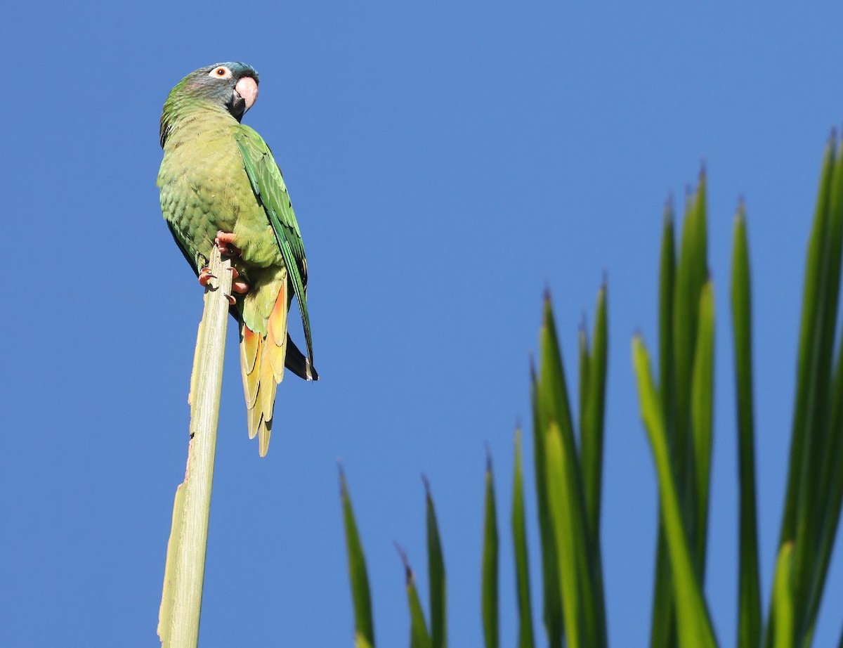 Conure à tête bleue (groupe haemorrhous) - ML612881499