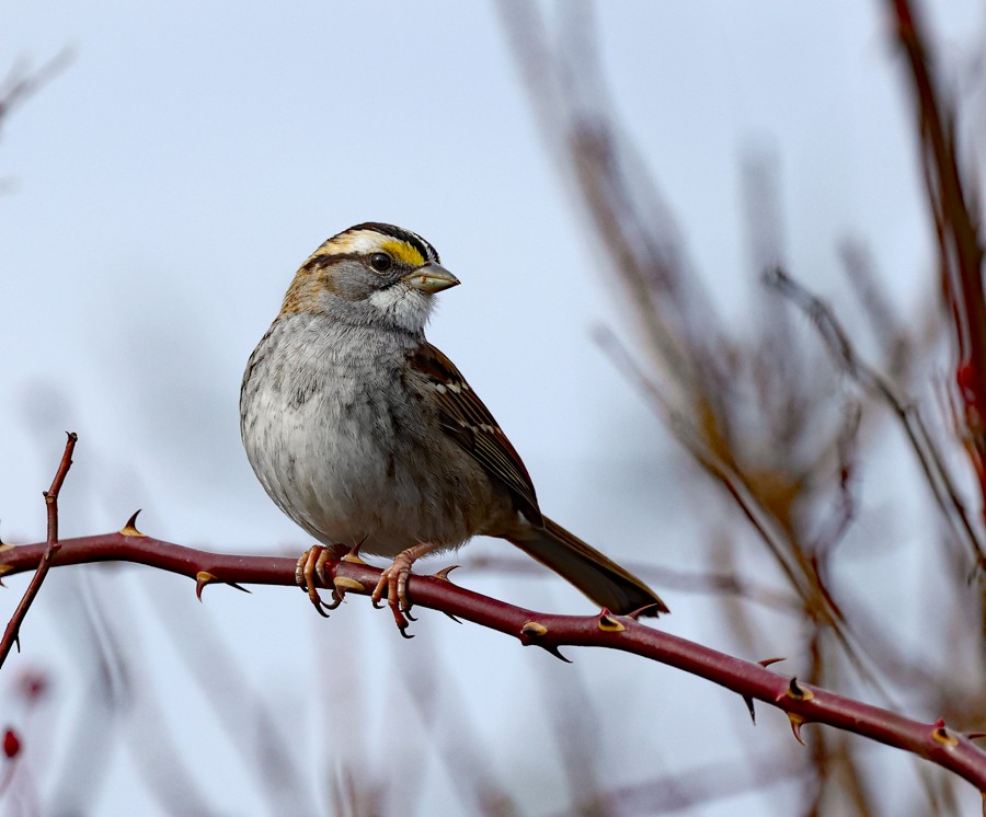 White-throated Sparrow - ML612881660