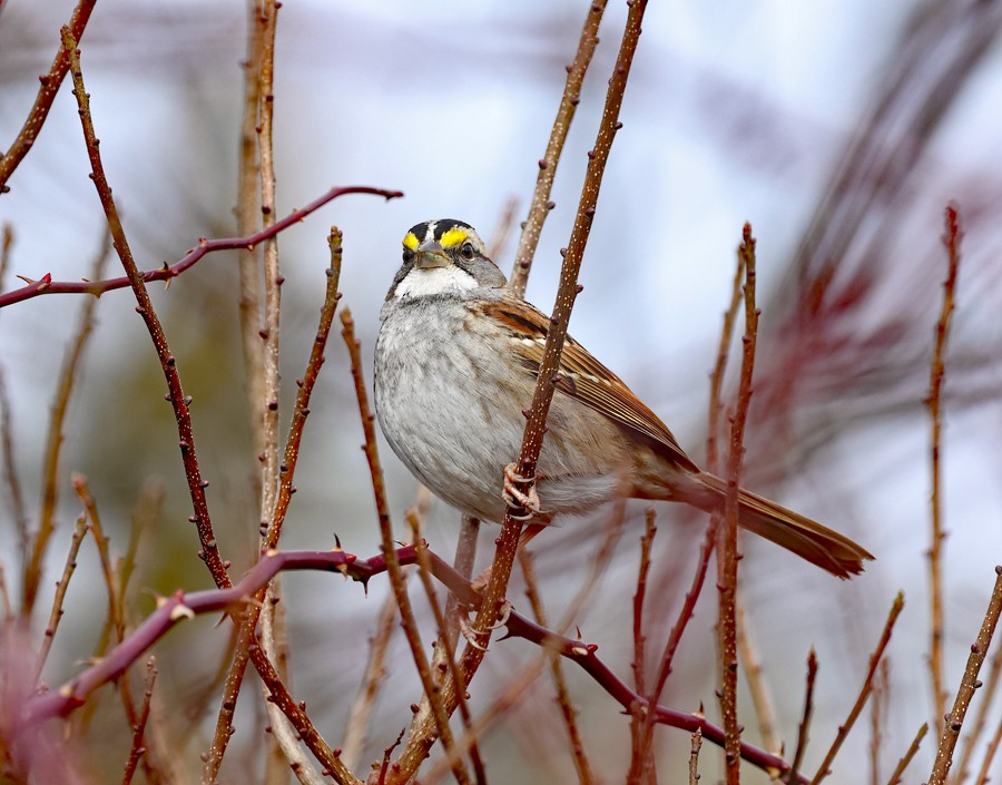 White-throated Sparrow - ML612881661