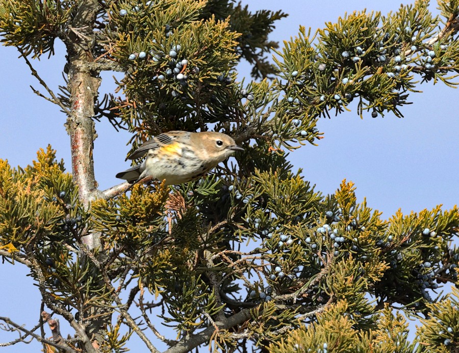 Yellow-rumped Warbler - ML612881673