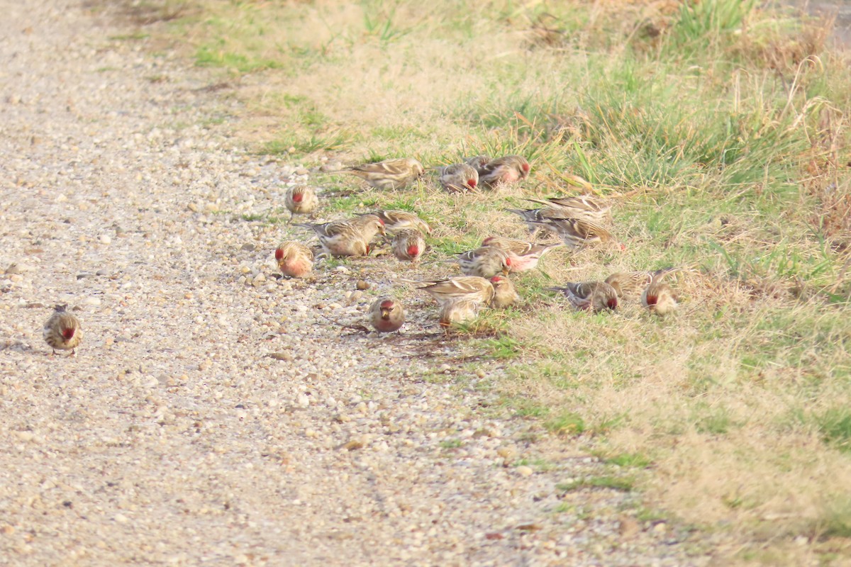 Common Redpoll - ML612881694