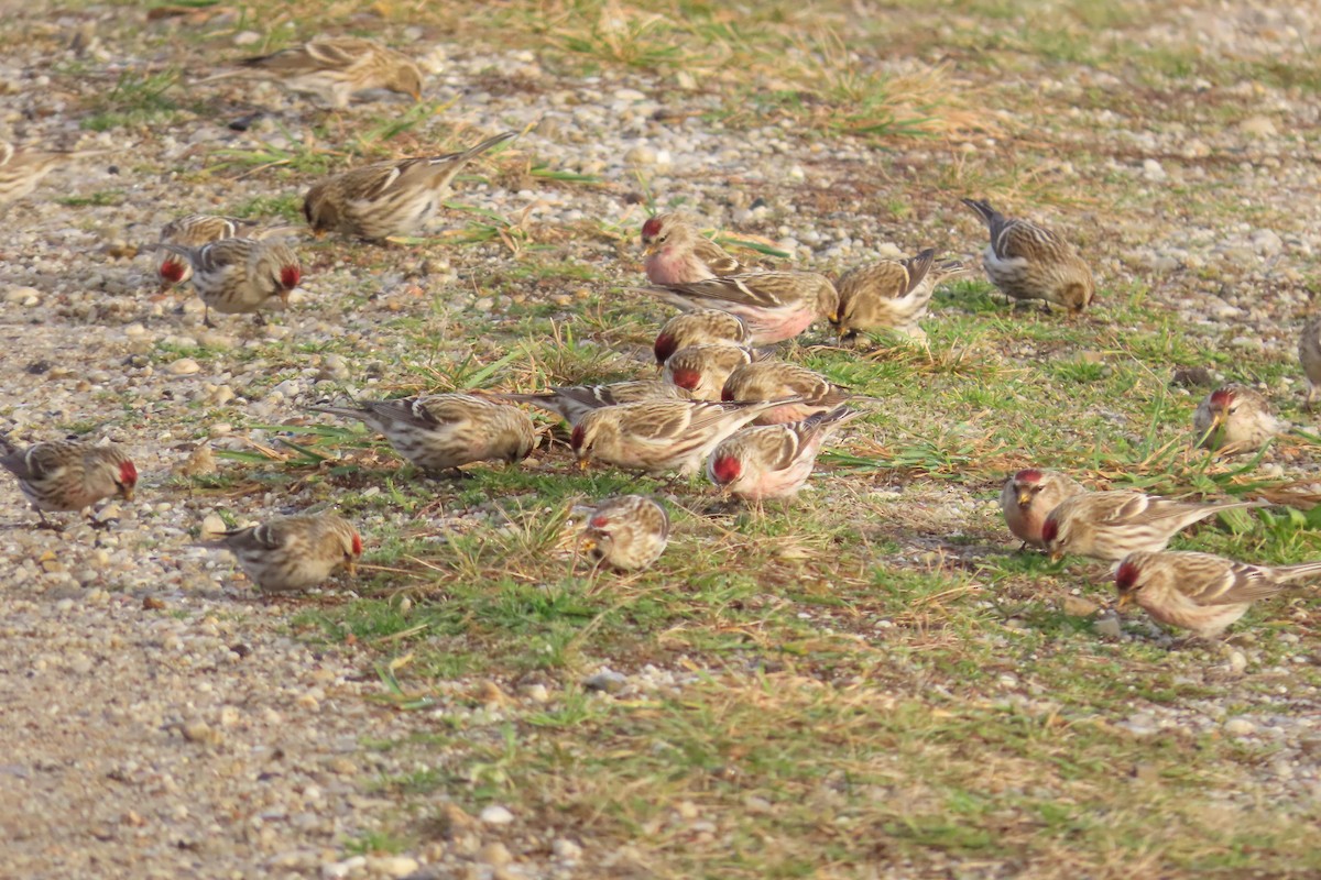 Common Redpoll - ML612881695