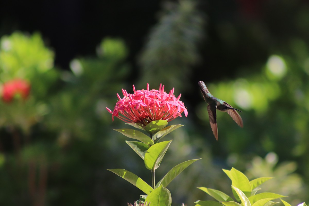 kolibřík hispaniolský - ML612881808