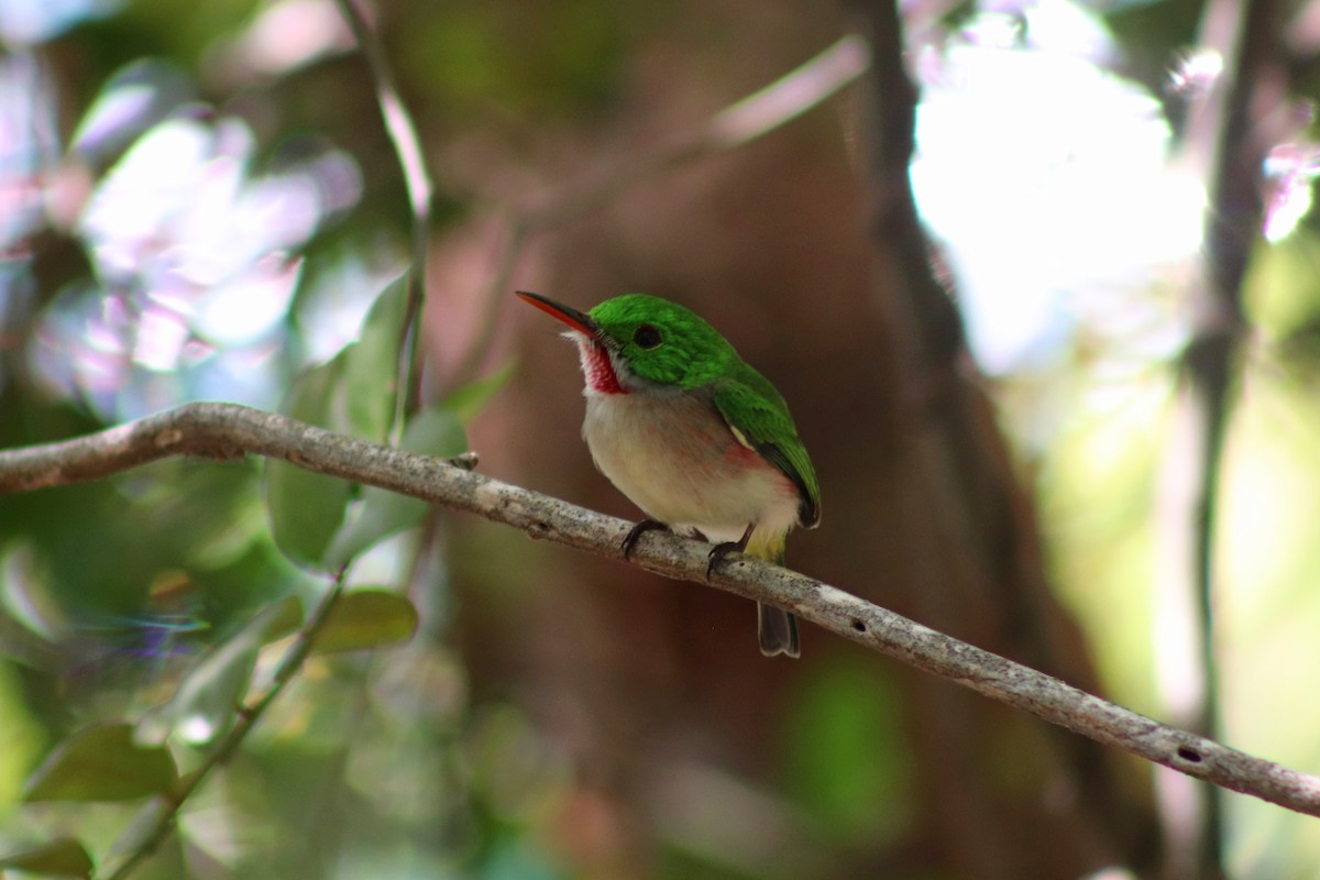 Broad-billed Tody - ML612881829