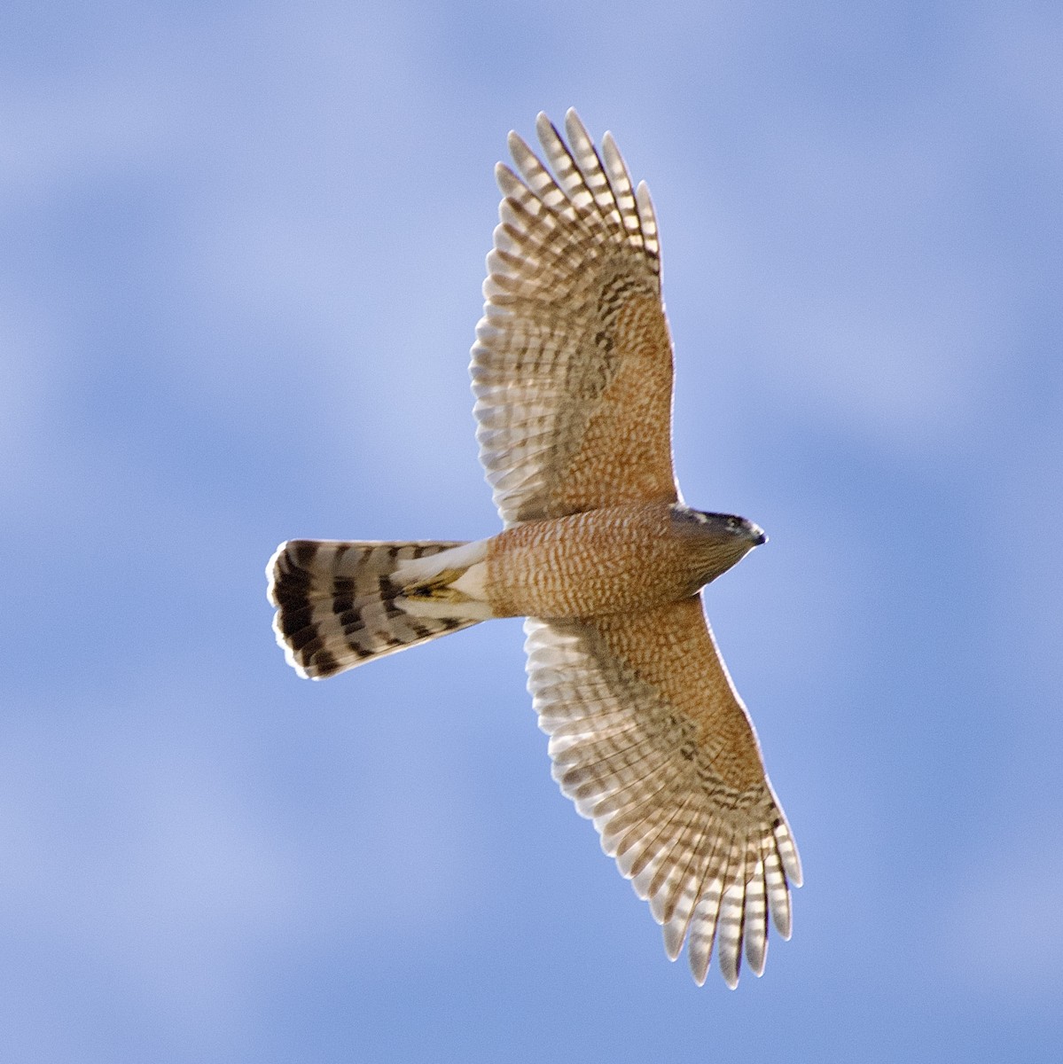 Cooper's Hawk - ML612881832