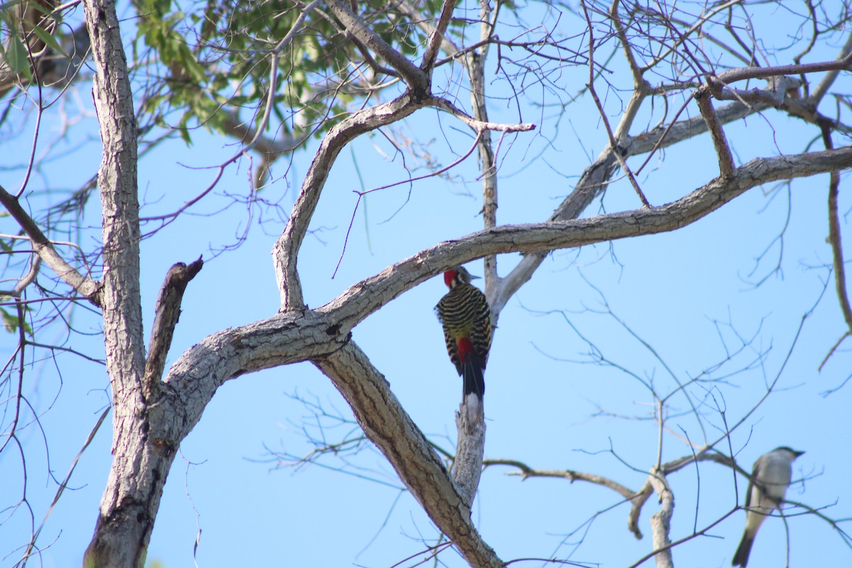 Hispaniolan Woodpecker - Meghin Spencer