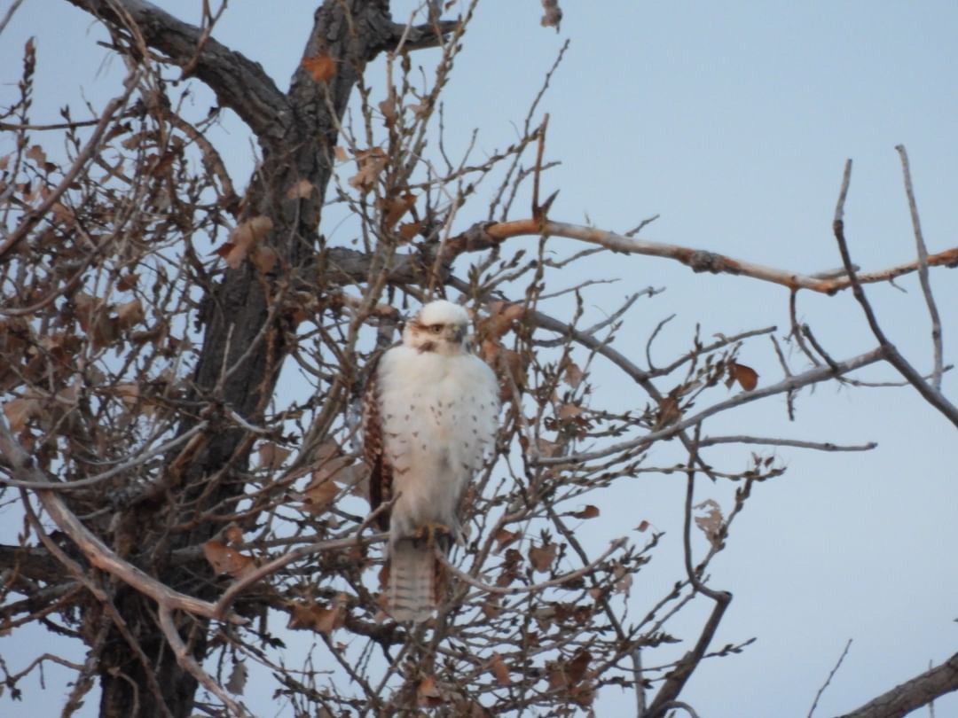 Red-tailed Hawk - colin 🐦