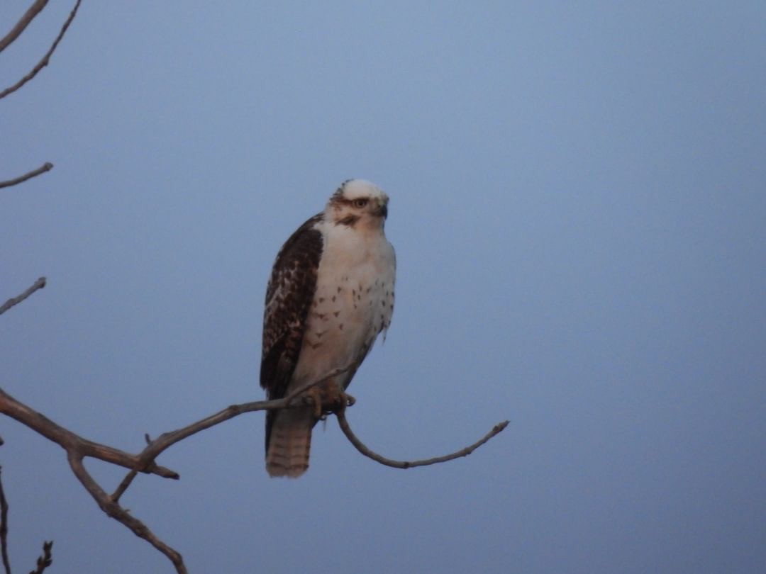 Red-tailed Hawk - colin 🐦