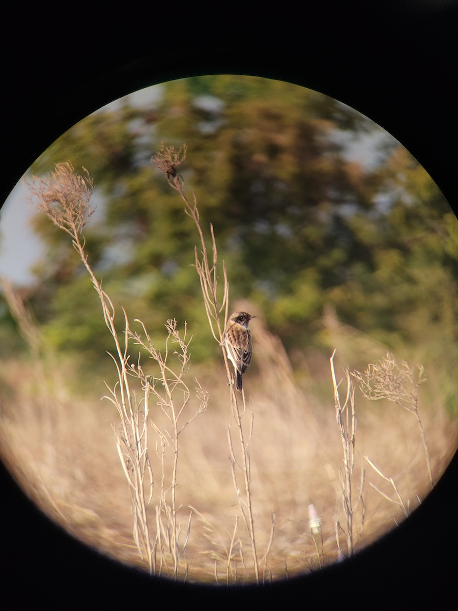 Siberian Stonechat - ML612881991