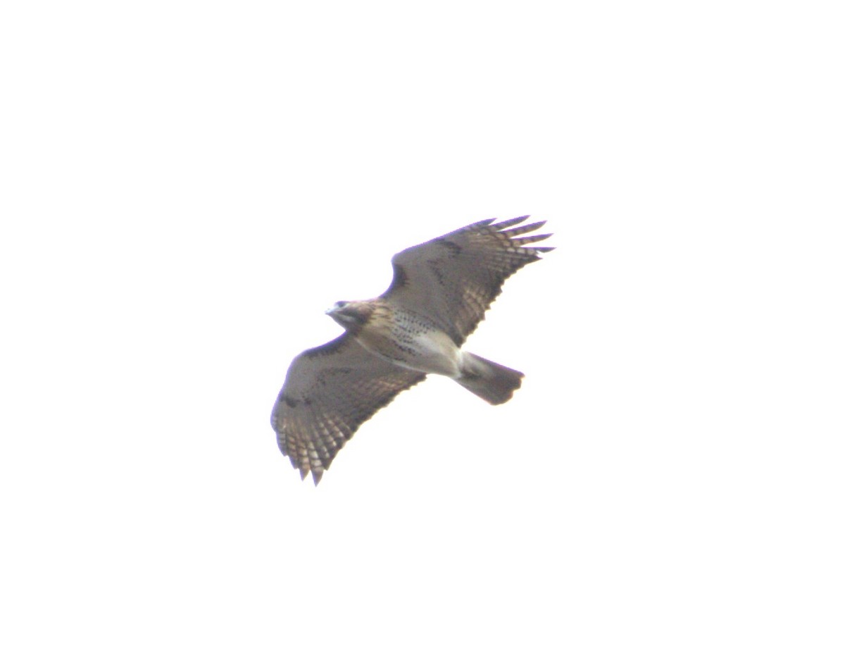 Red-tailed Hawk - ML612882025