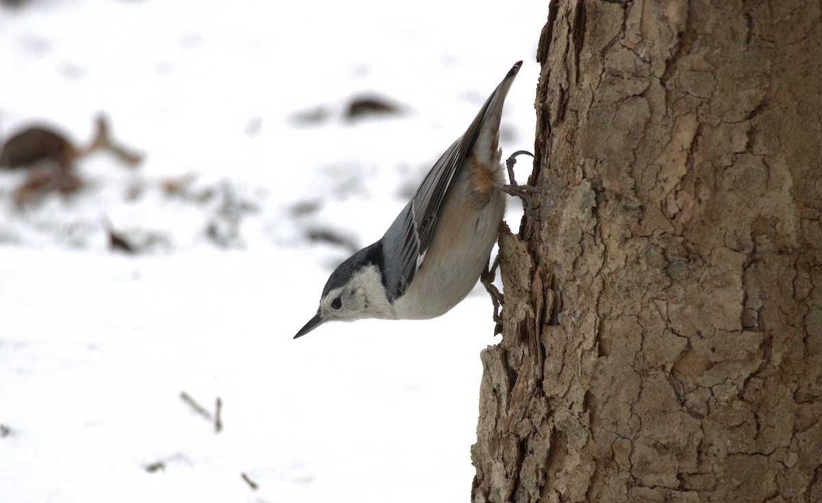 White-breasted Nuthatch - ML612882150