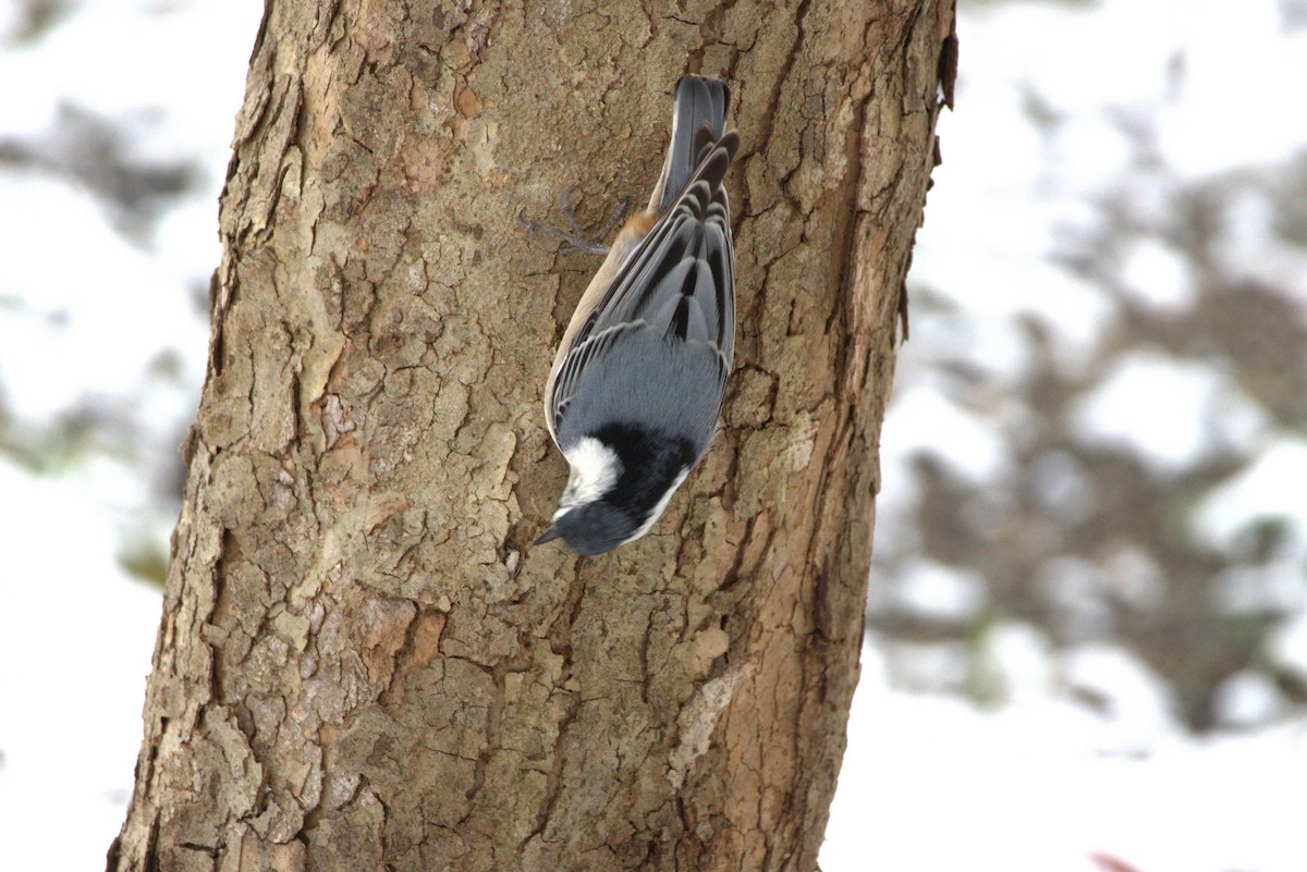 White-breasted Nuthatch - ML612882153