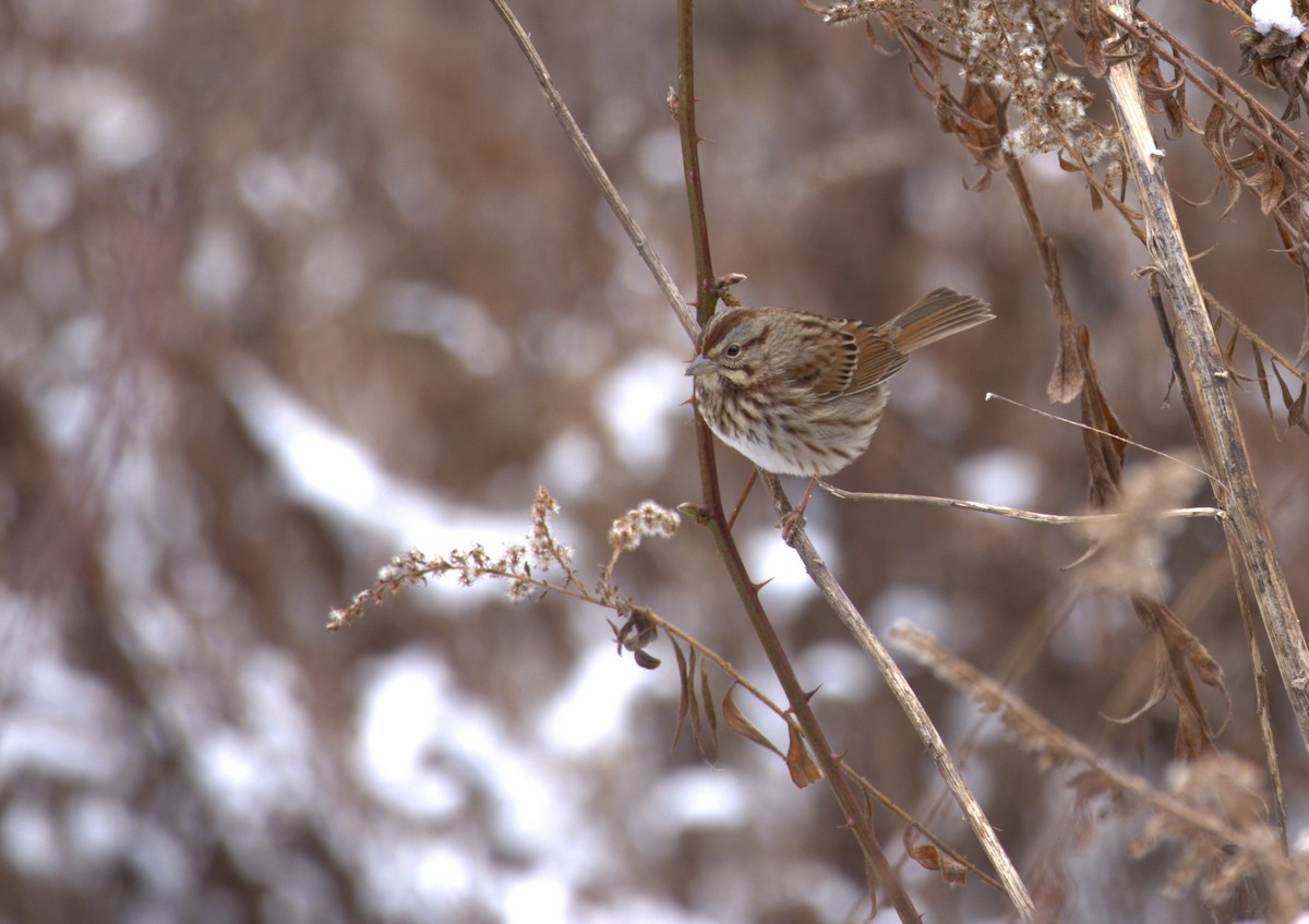 Song Sparrow - ML612882157