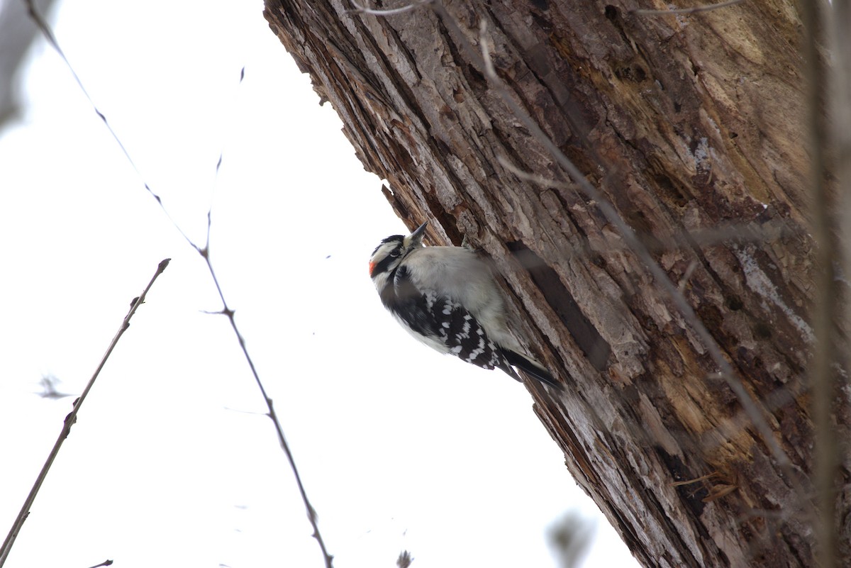 Downy Woodpecker - ML612882162