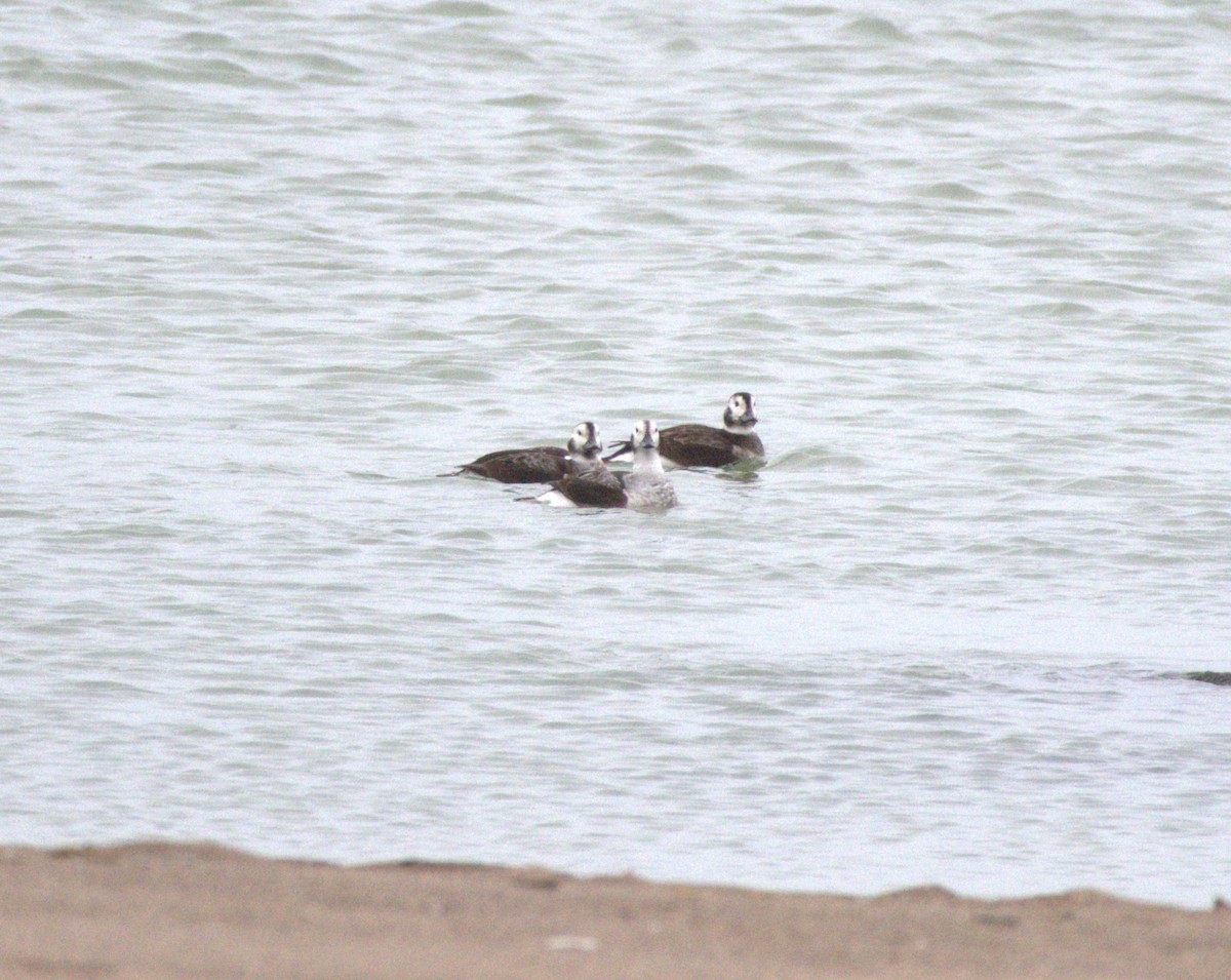 Long-tailed Duck - ML612882174