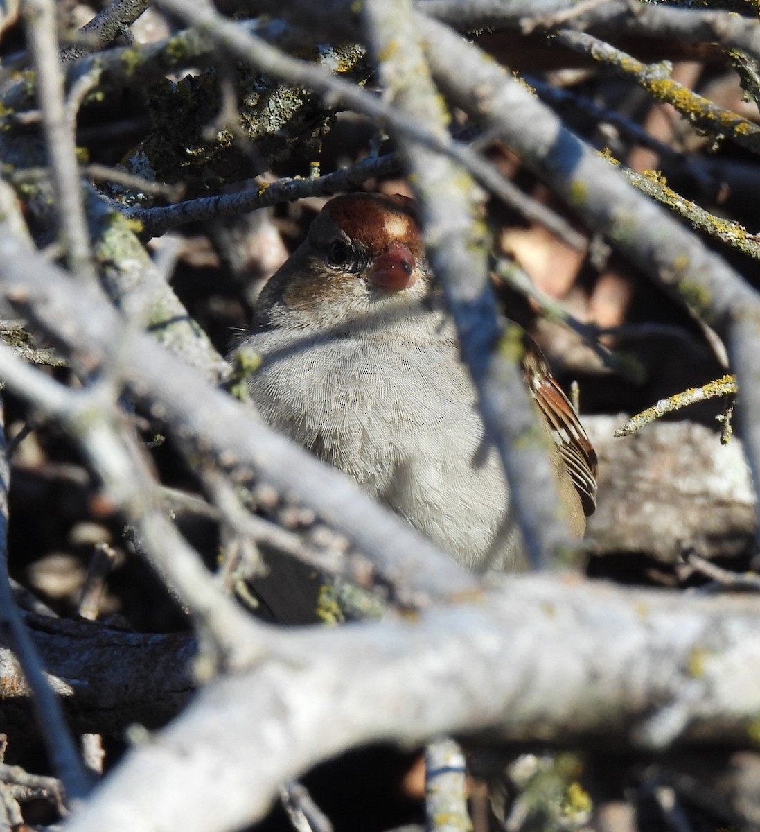 White-crowned Sparrow - ML612882212