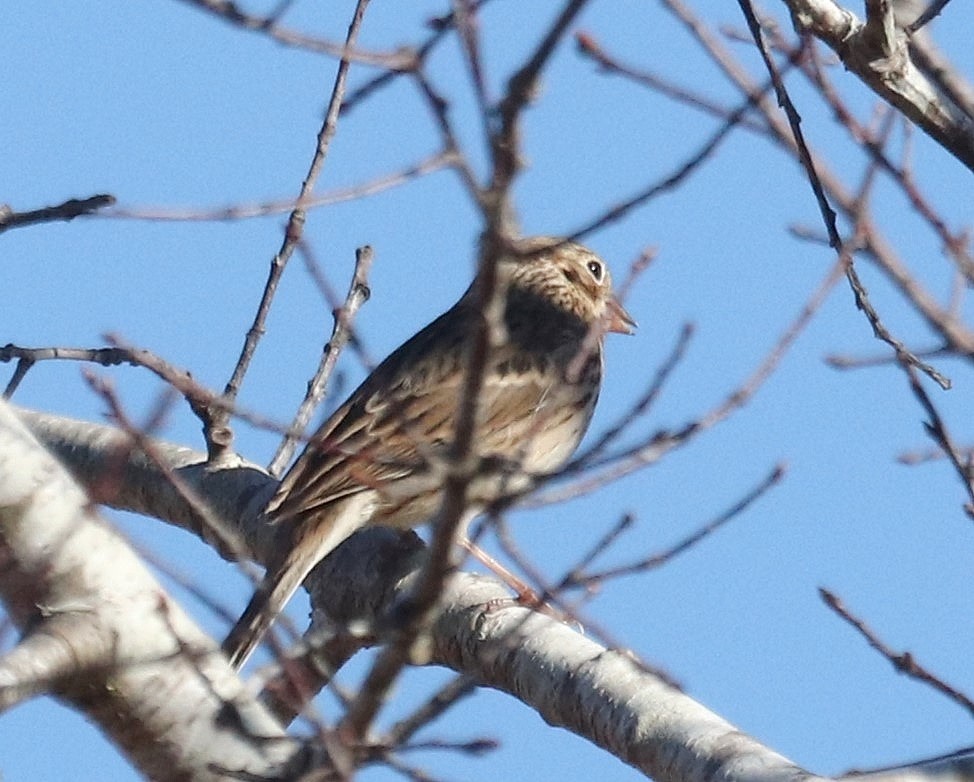 Vesper Sparrow - Paul Hueber