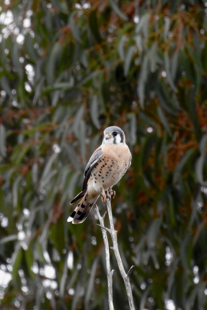 poštolka pestrá - ML612882321