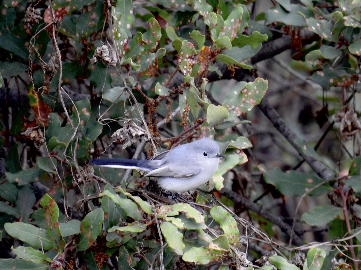 leskot modrošedý - ML612882331