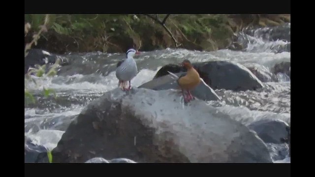 Pato Torrentero - ML612882374