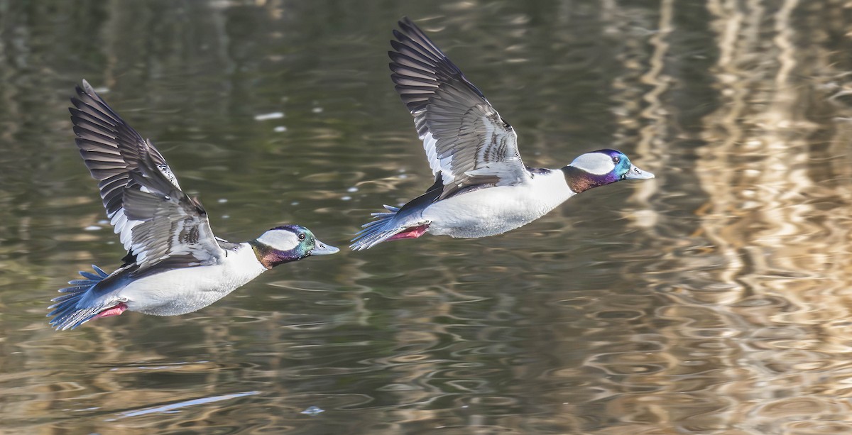 Bufflehead - ML612882379