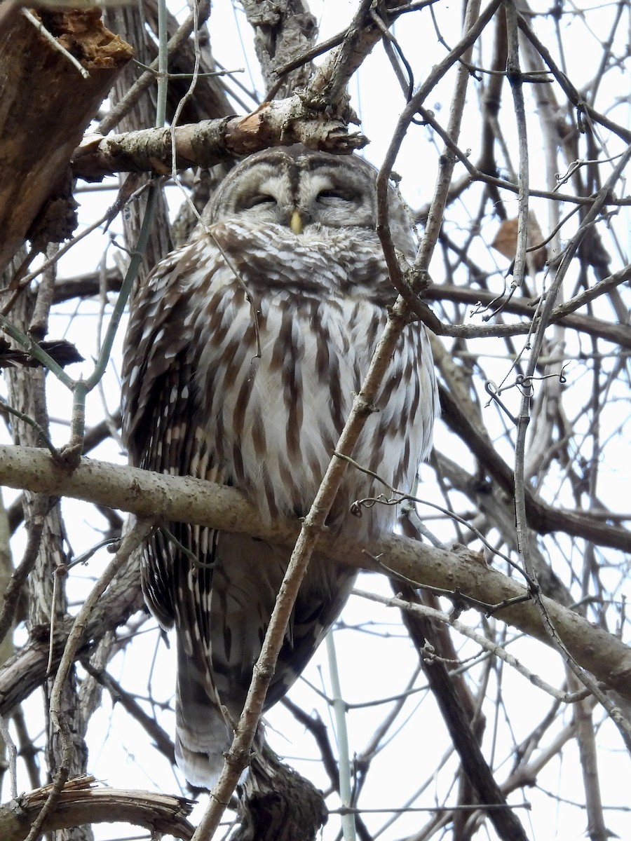 Barred Owl - ML612882403