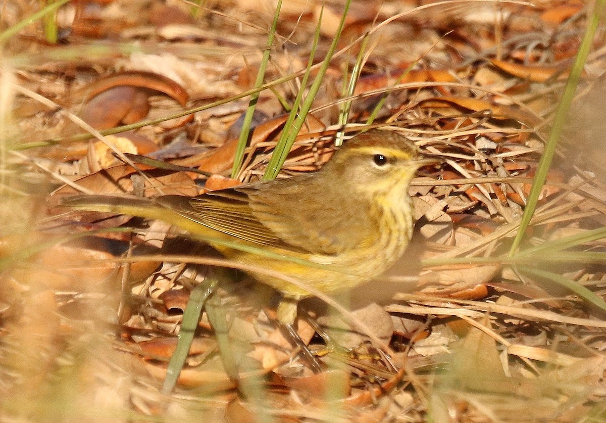 Palm Warbler (Yellow) - ML612882409