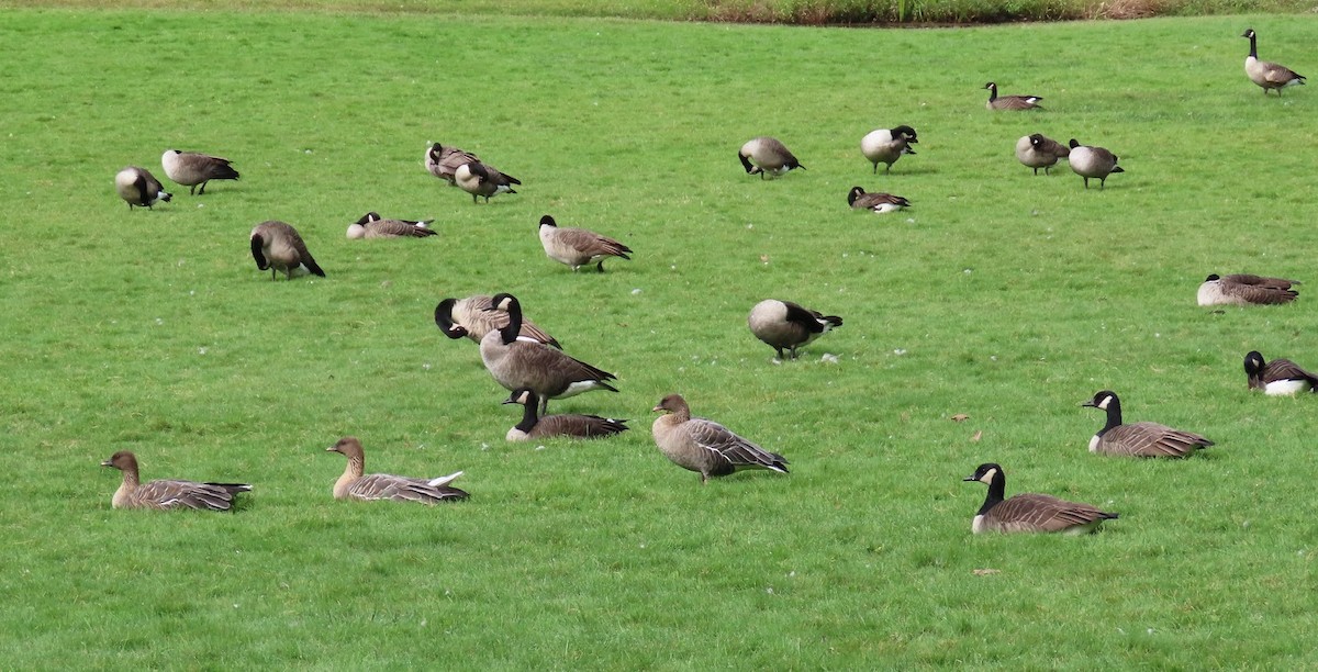 Pink-footed Goose - Cindy Edwardson