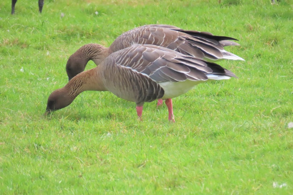 Pink-footed Goose - ML612882528