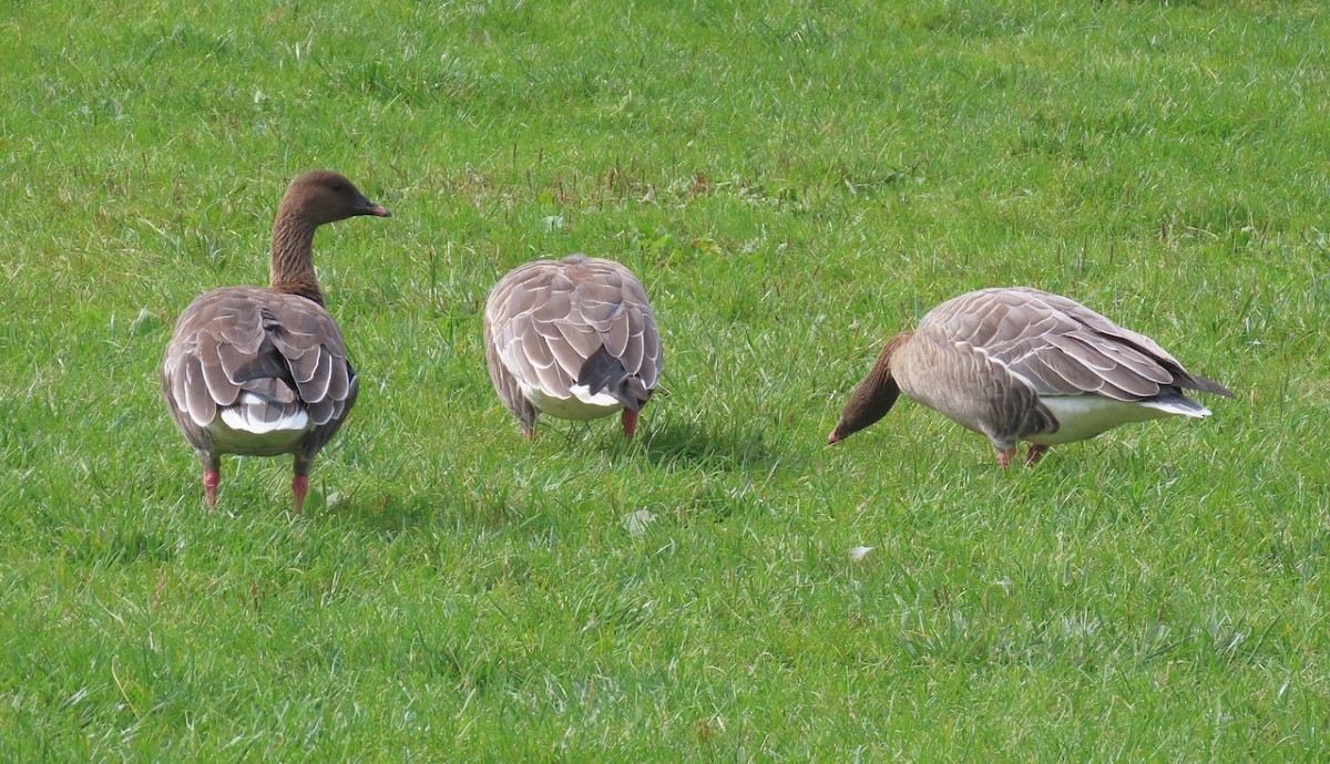 Pink-footed Goose - ML612882530