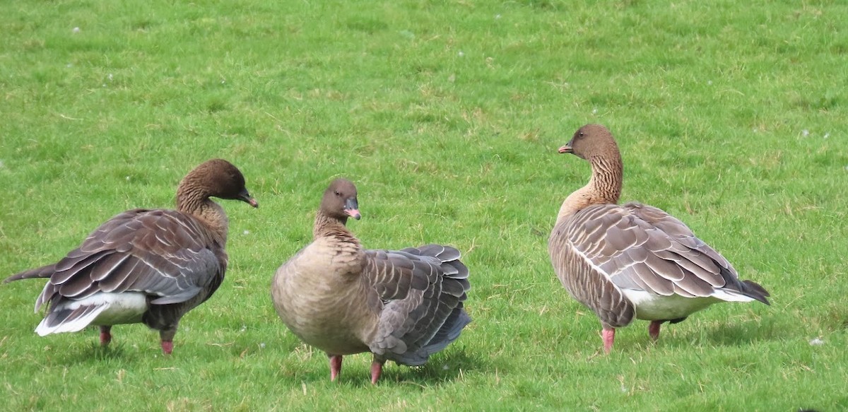Pink-footed Goose - ML612882547