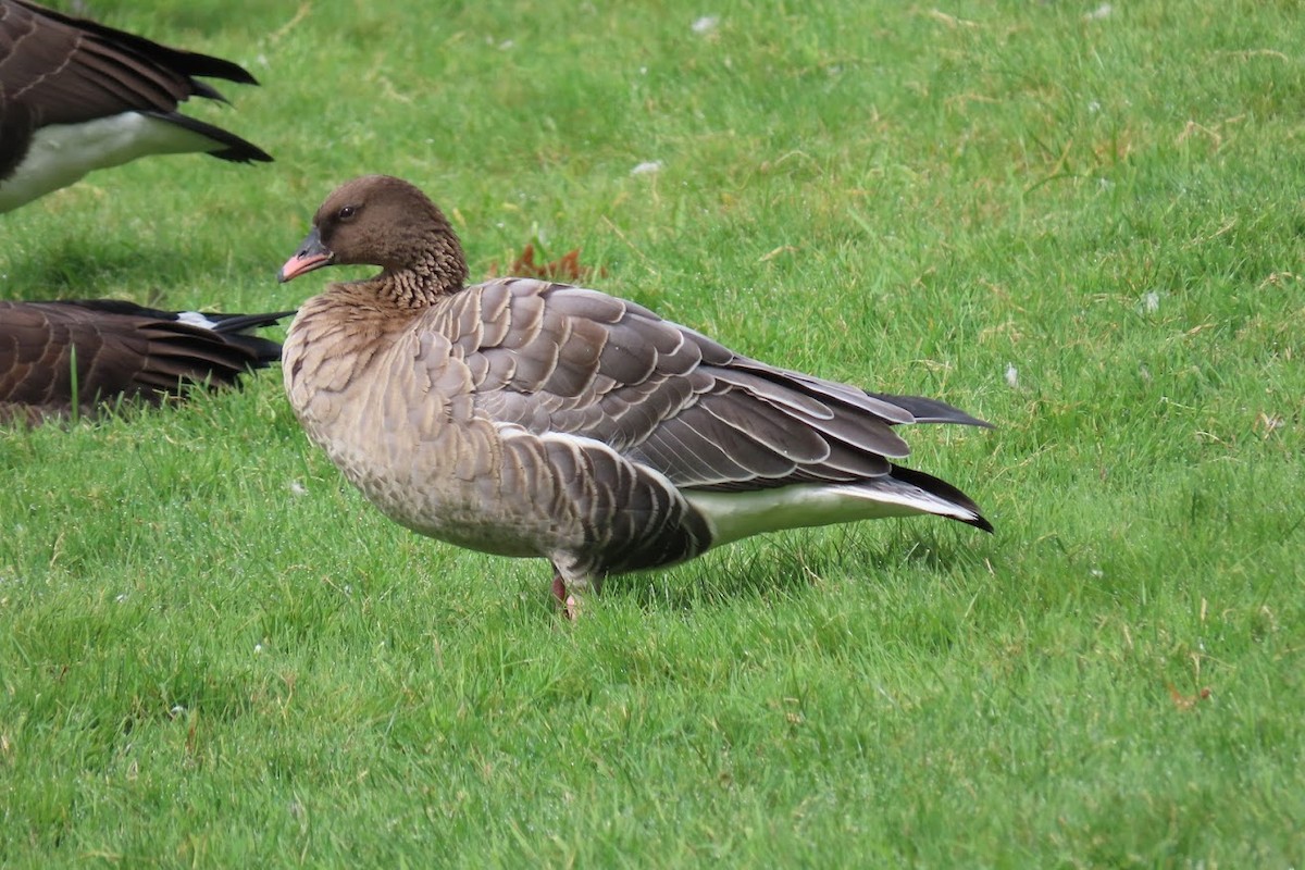 Pink-footed Goose - ML612882549
