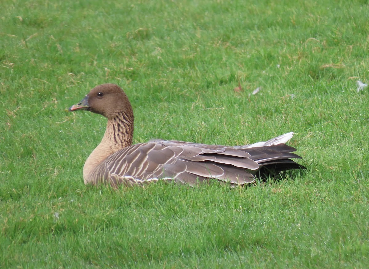 Pink-footed Goose - ML612882561