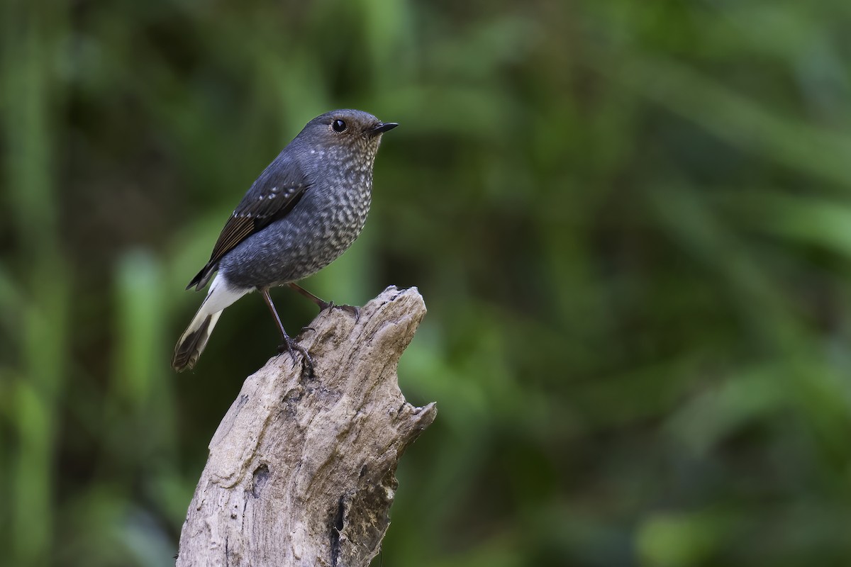 Plumbeous Redstart - Parthasarathi Chakrabarti