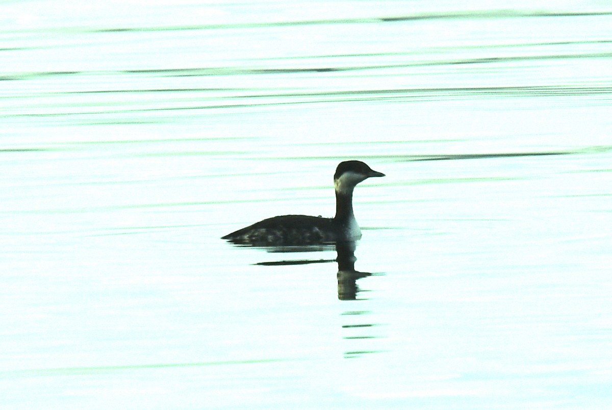 Horned Grebe - ML612882881