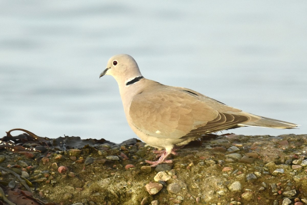 Eurasian Collared-Dove - ML612882967