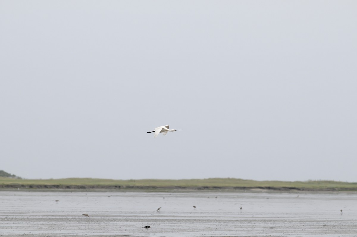 Eurasian Spoonbill - ML612883006