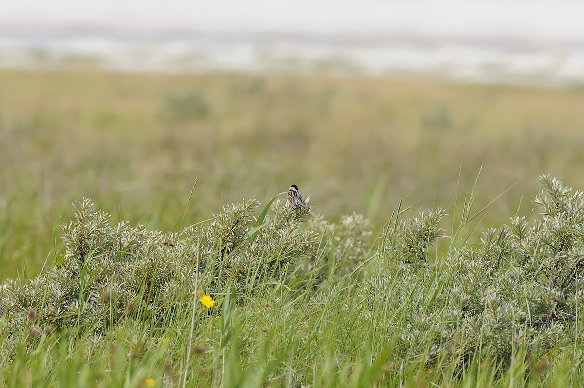 Reed Bunting - ML612883020