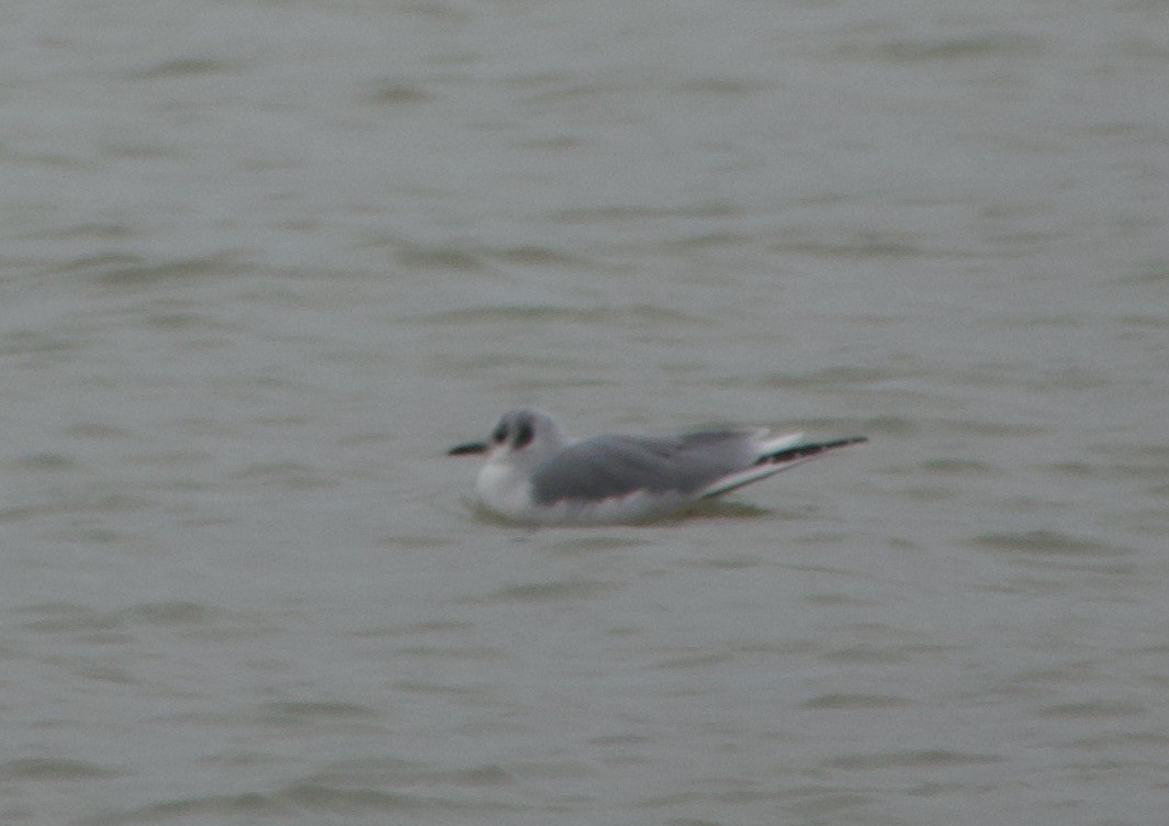 Bonaparte's Gull - ML612883092