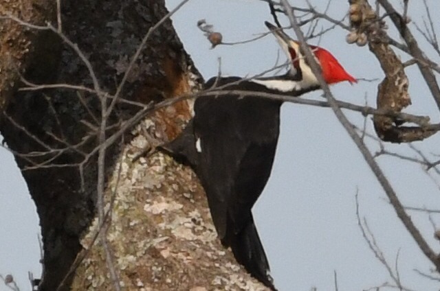 Pileated Woodpecker - ML612883125